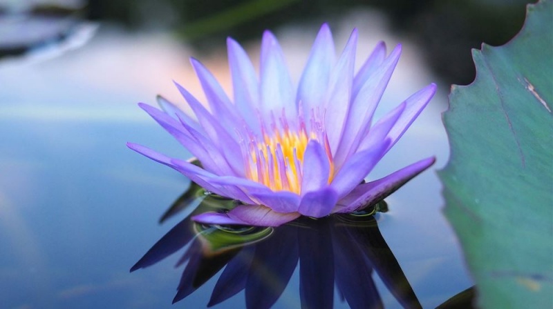 Fleshlight Lotus Bloom Palm Vibrators | DUBAI XKULN9361
